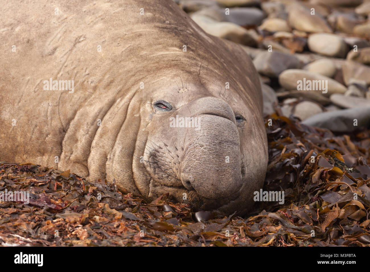 Bull guarnizione di elefante, Close up, relax sulla spiaggia nelle isole Falkland Foto Stock