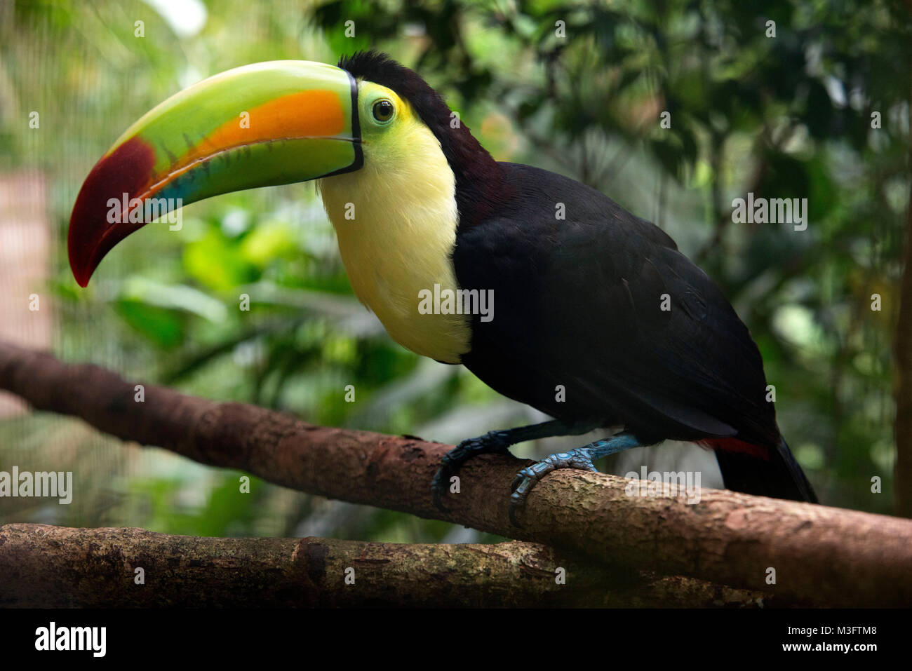 Un vicino di profilo di un tucano mostra becco incredibile dettaglio e colori nella giungla del Belize. Foto Stock
