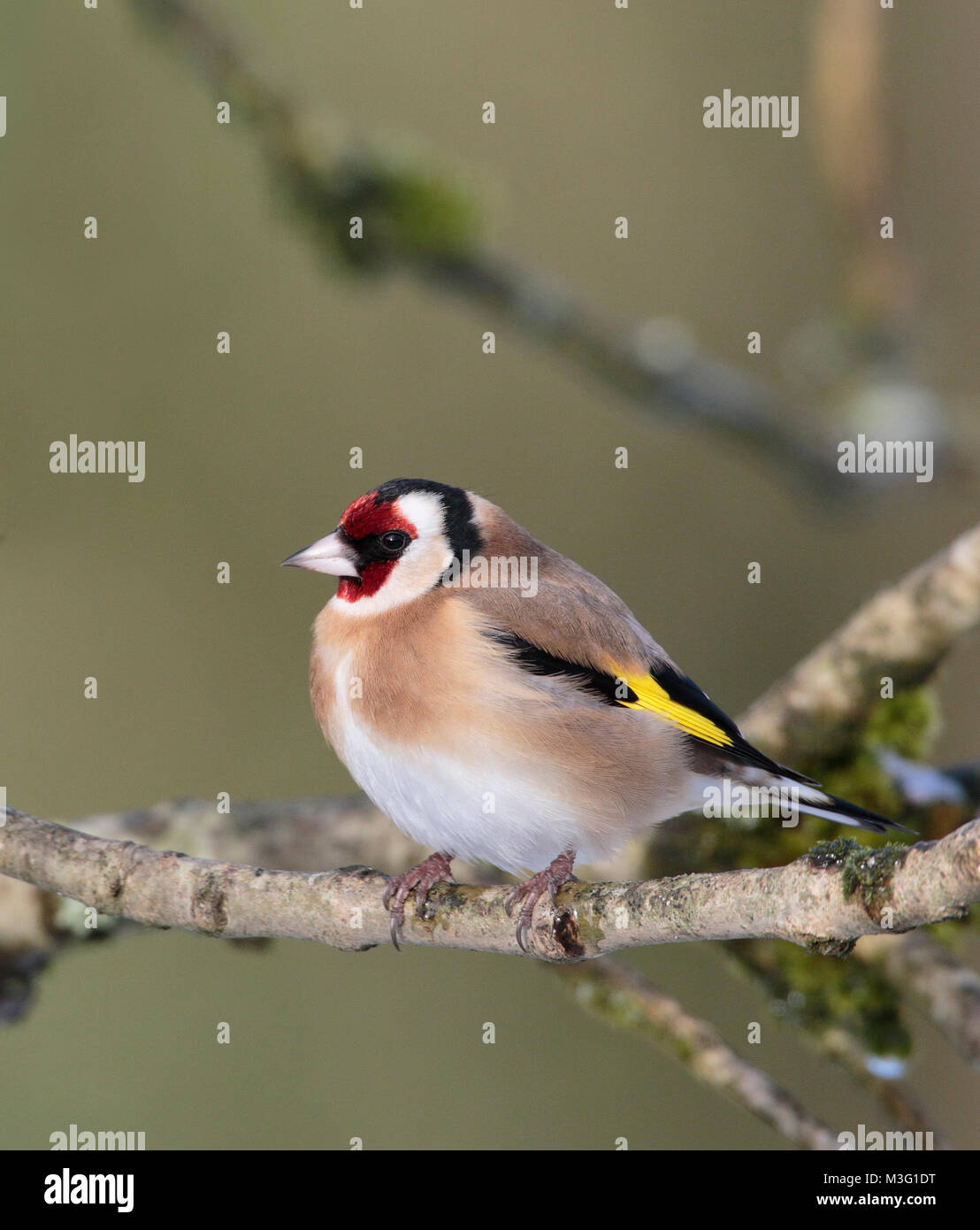 Cardellino Foto Stock