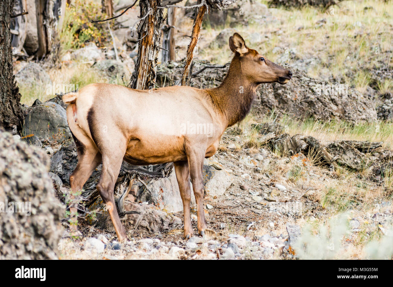 Elk nel Parco Nazionale di Yellowstone vicino canyon Gardner. Parco Nazionale di Yellowstone, Montana, USA Foto Stock