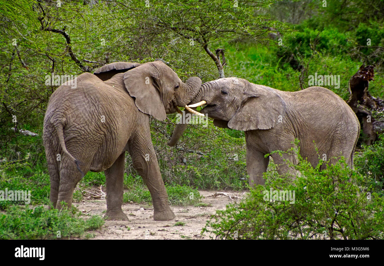 Gli elefanti giostre in rivalità Foto Stock