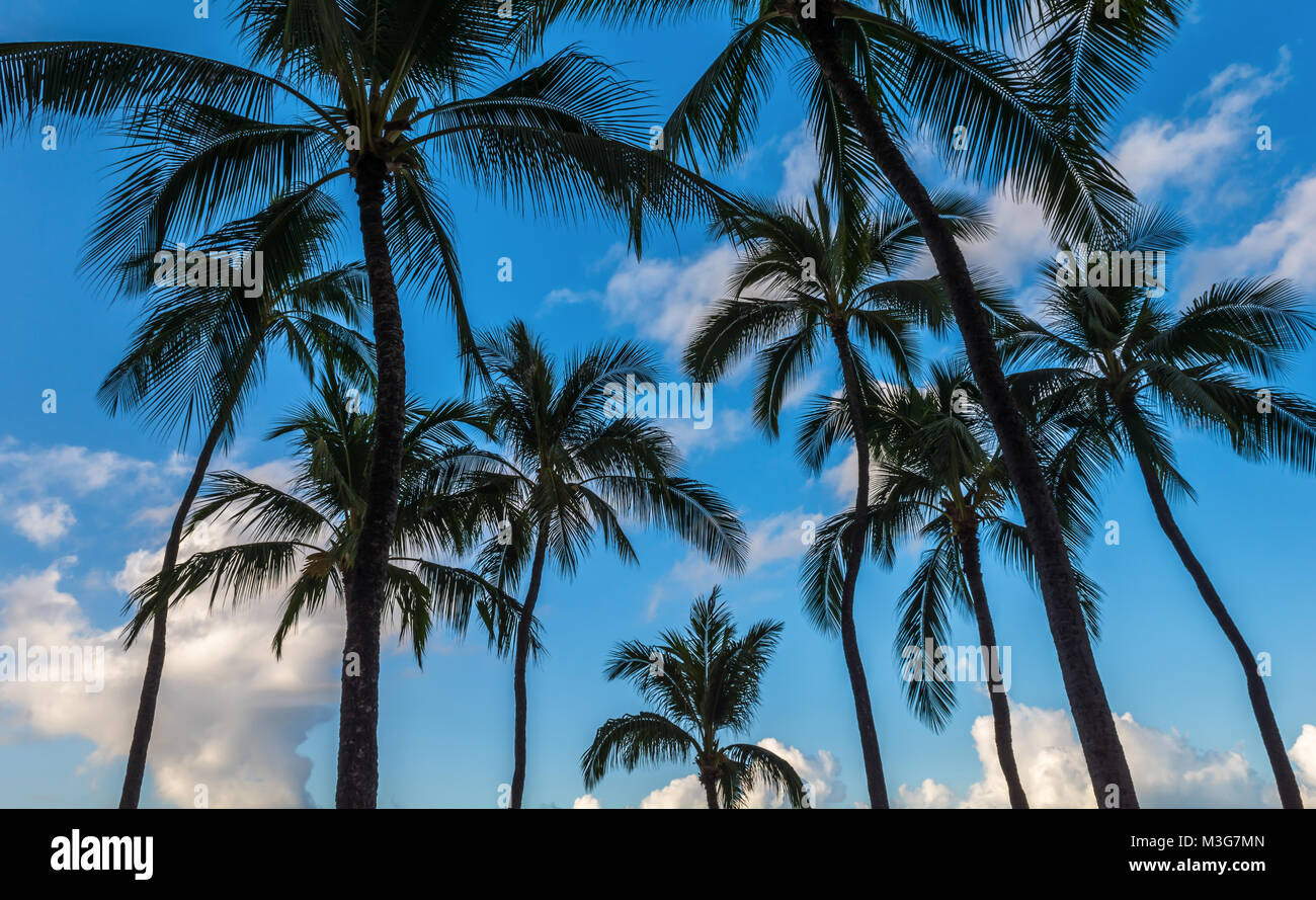 Dark Palm tree alberi silhouette contro un blu cielo tropicale con le nubi sulla spiaggia di Waikiki di Oahu, Hawaii, Stati Uniti d'America. Foto Stock