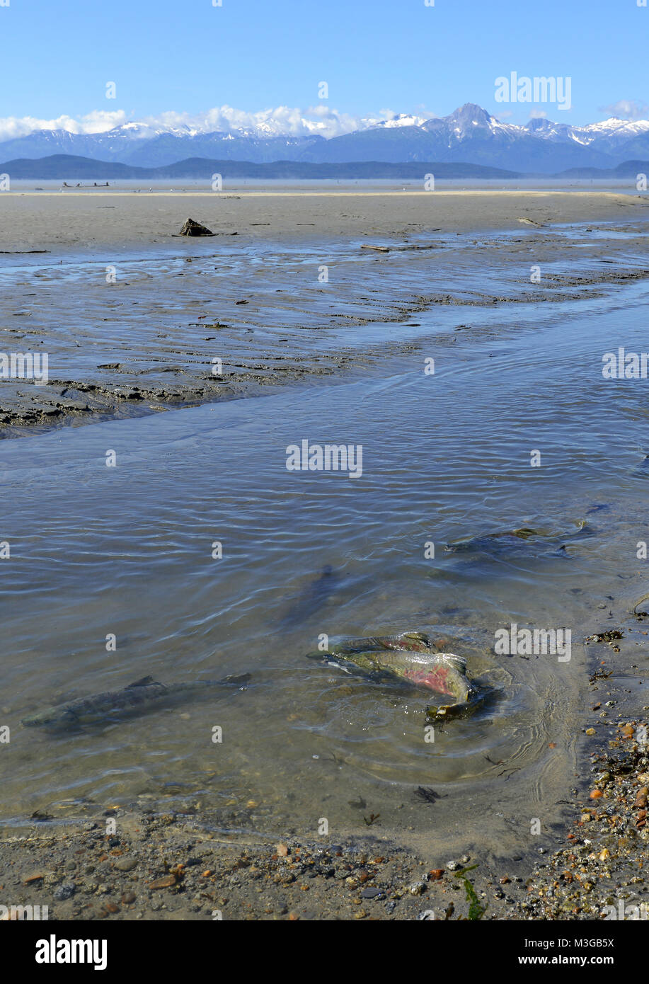 Scena della montagna in Alaska con la migrazione di salmone del pacifico nuoto a monte che si svolge lungo la costa del Pacifico per ogni stagione Foto Stock