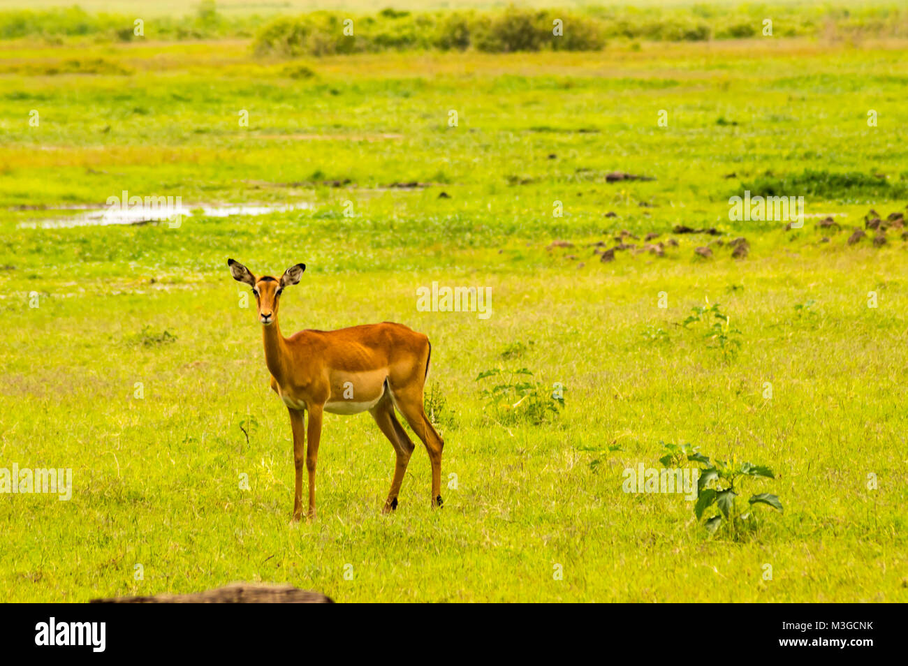 Impala isolare nella pianura della savana del Parco di Amboseli in Kenya Foto Stock