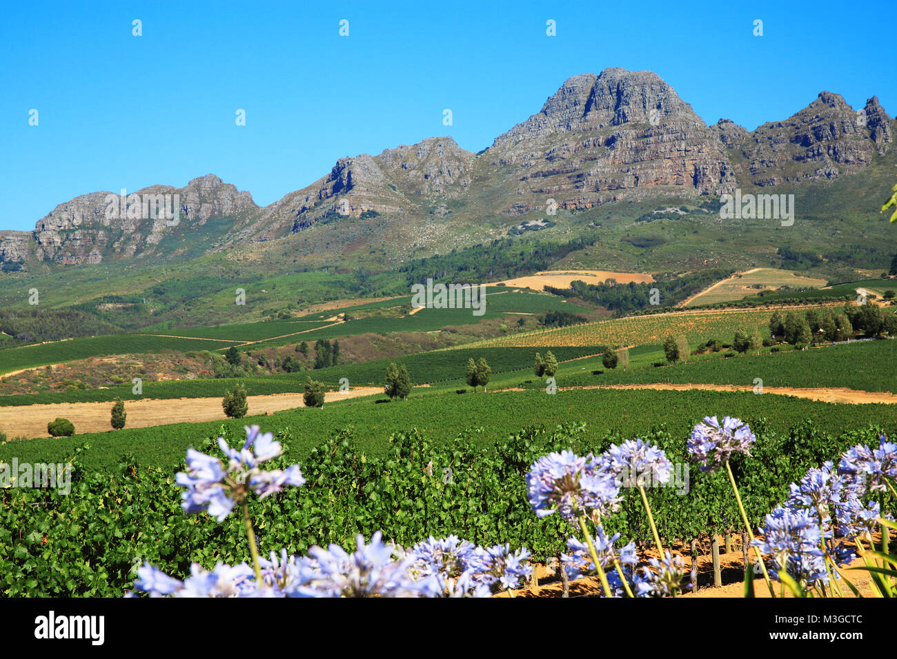 La vista delle montagne e rabboccato i vigneti nel Cape Winelands intorno a Stellenbosch, vicino a Città del Capo, Sud Africa Foto Stock