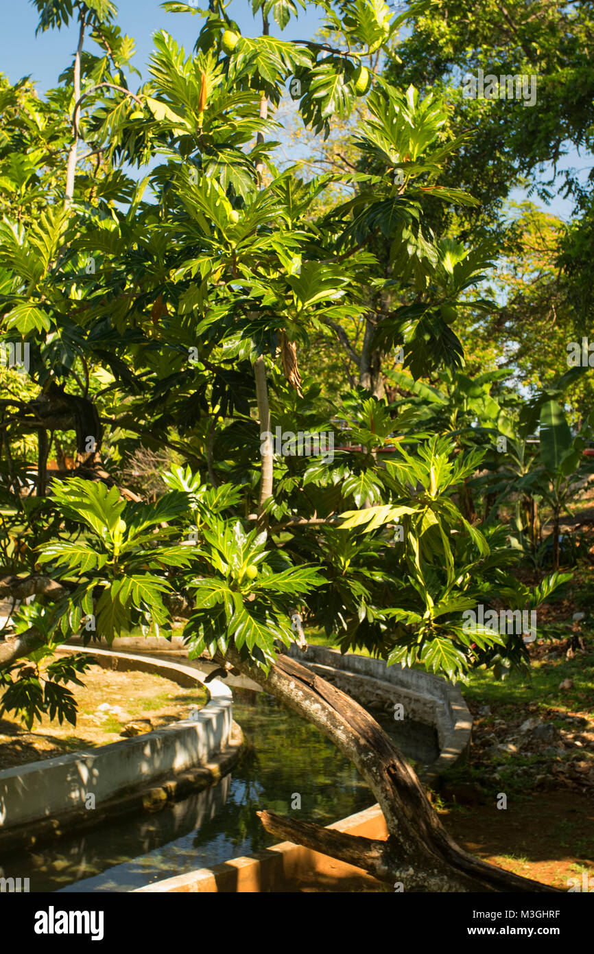 L'albero del pane con alberi giovani frutta a Ocho Rios, Giamaica, West Indies, dei Caraibi Foto Stock