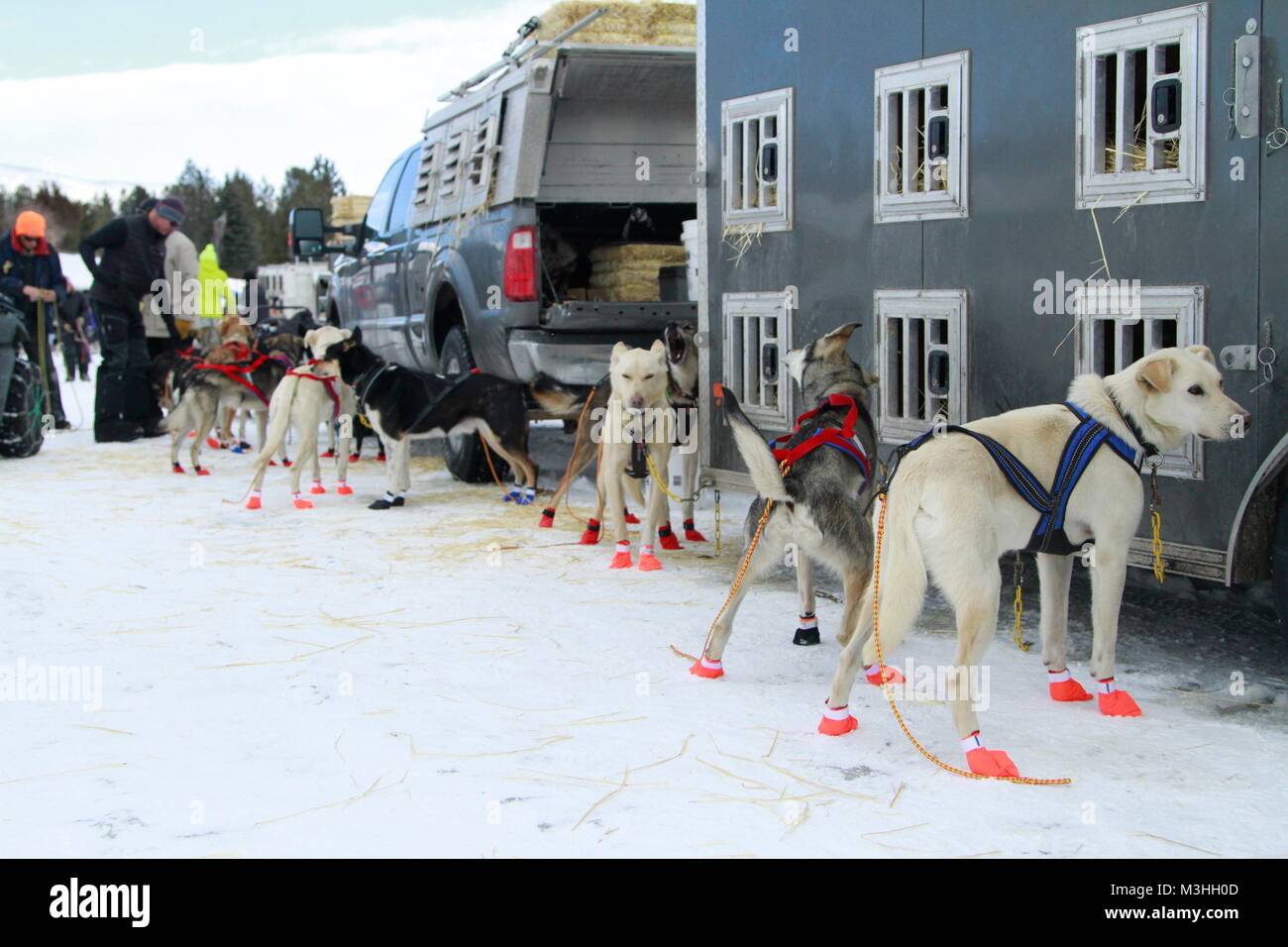 Gara per il cielo 2018, Montana Premier Sled Dog gare, Lincoln, Montana Foto Stock