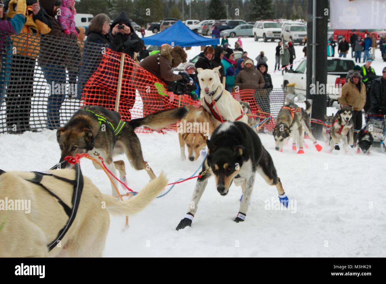 Gara per il cielo 2018, Montana Premier Sled Dog gare, Lincoln, Montana Foto Stock