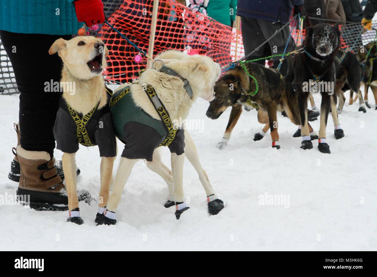 Gara per il cielo 2018, Montana Premier Sled Dog gare, Lincoln, Montana Foto Stock