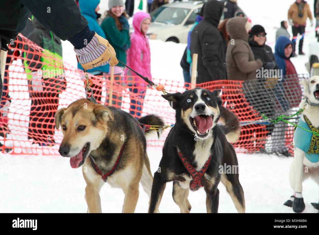 Gara per il cielo 2018, Montana Premier Sled Dog gare, Lincoln, Montana Foto Stock