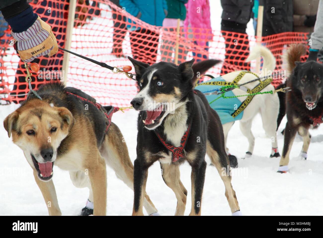 Gara per il cielo 2018, Montana Premier Sled Dog gare, Lincoln, Montana Foto Stock