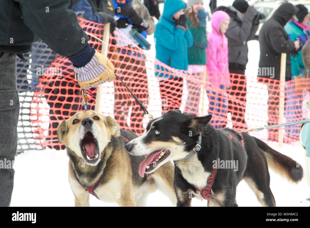 Gara per il cielo 2018, Montana Premier Sled Dog gare, Lincoln, Montana Foto Stock