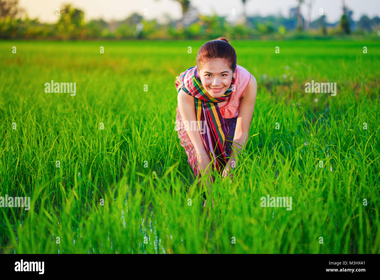 Agricoltore donna che lavorano nel campo di riso, Thailandia Foto Stock