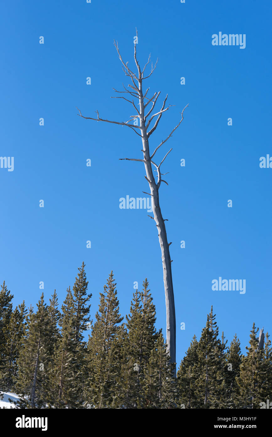 Albero morto e giovani lodgepole pine trees rigenerante in una bruciatura in Oregon Wallowa della montagna. Foto Stock