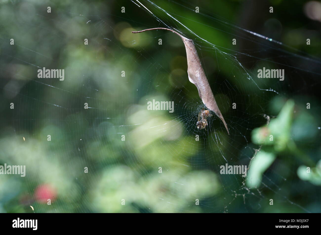 Spiderweb closeup con qualche preda Foto Stock