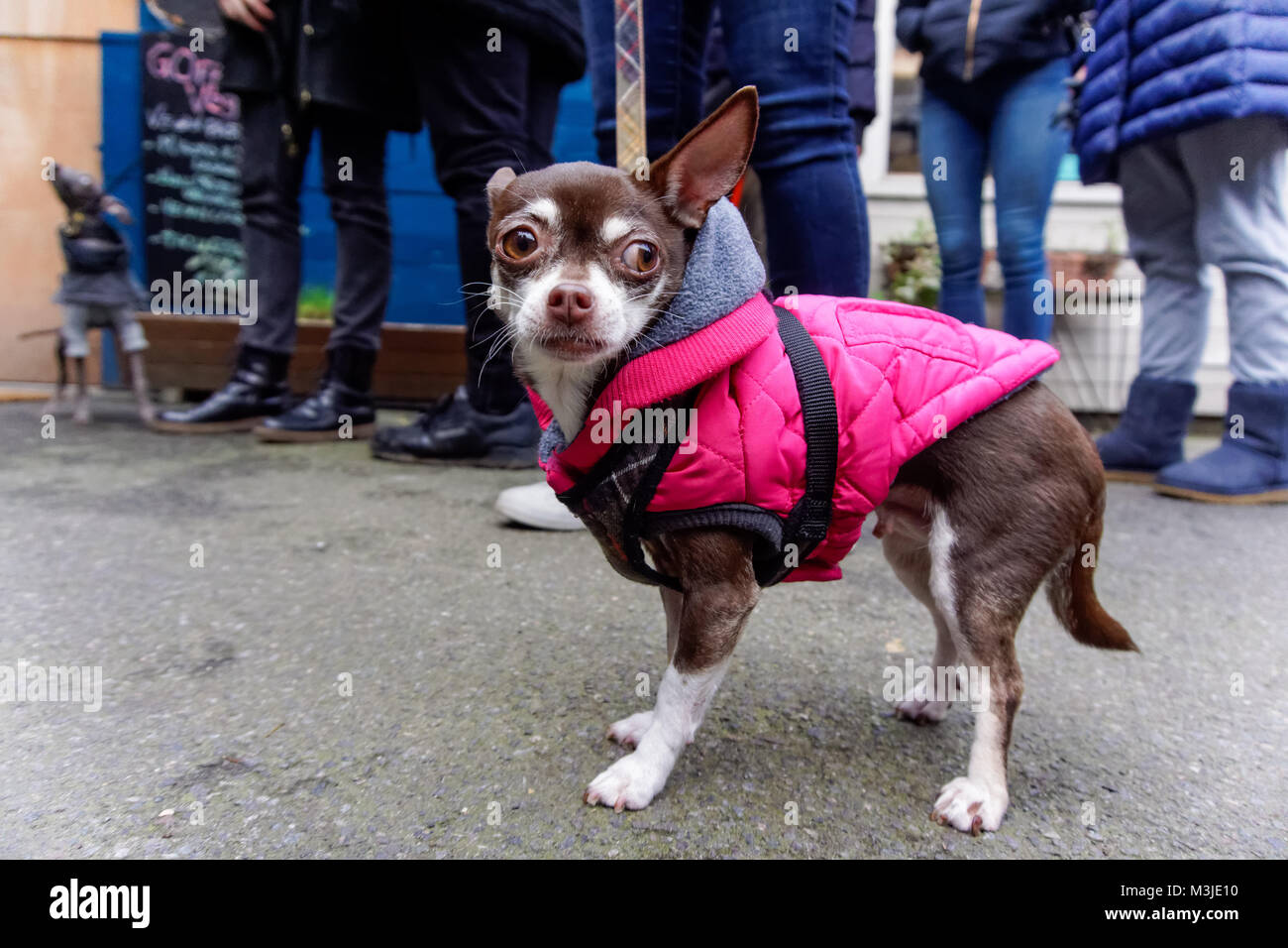 Capelli corti chihuahua cane in cappotto caldo al mercato Netil a Hackney, Londra, Inghilterra, Regno Unito Regno Unito Foto Stock