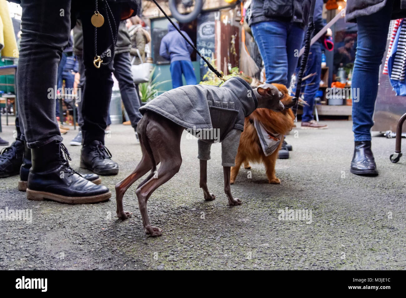 Cani e camminatori cane si incontrano sulla strada Foto Stock