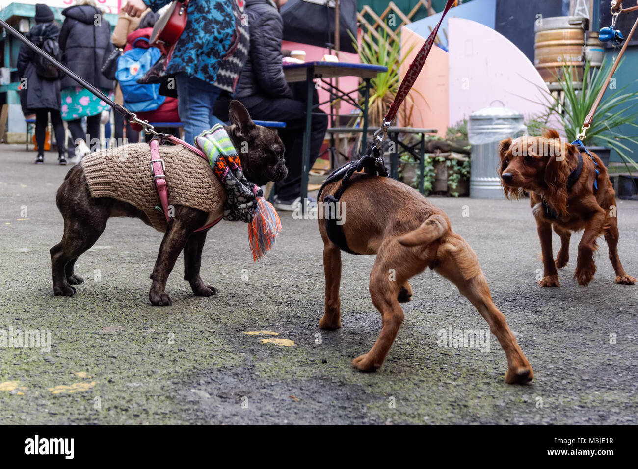 Cani e camminatori cane si incontrano sulla strada Foto Stock