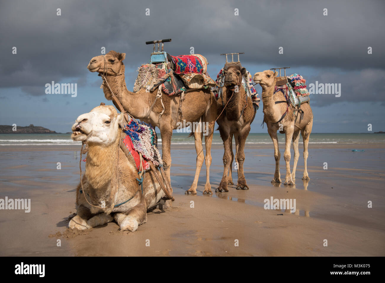 Cammelli che portano i turisti a riposo in spiaggia Essaouira in Marocco Foto Stock