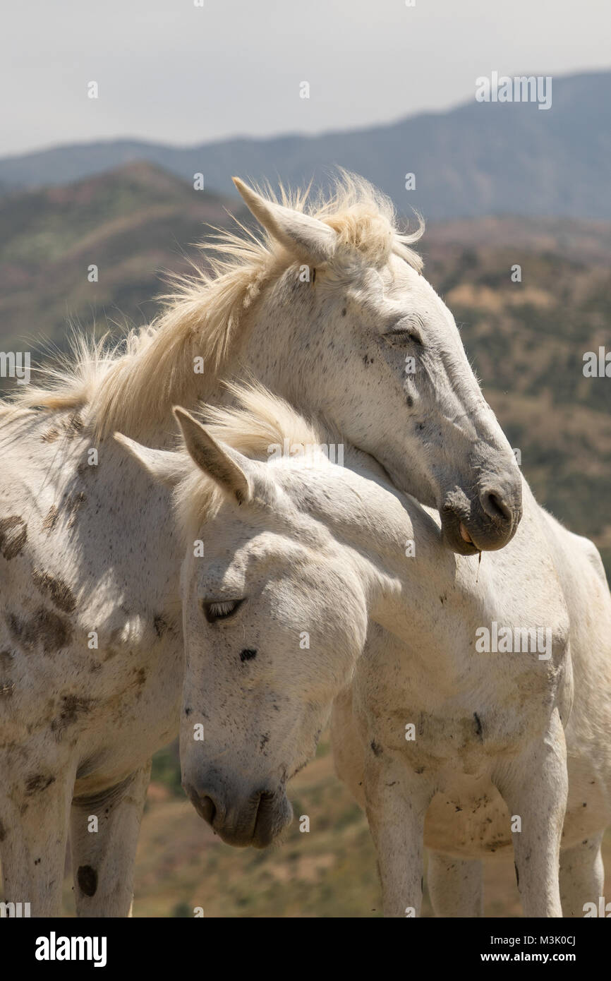 Carino bel cavallo giovane appoggiato insieme godendo di calore solare Marocco Foto Stock