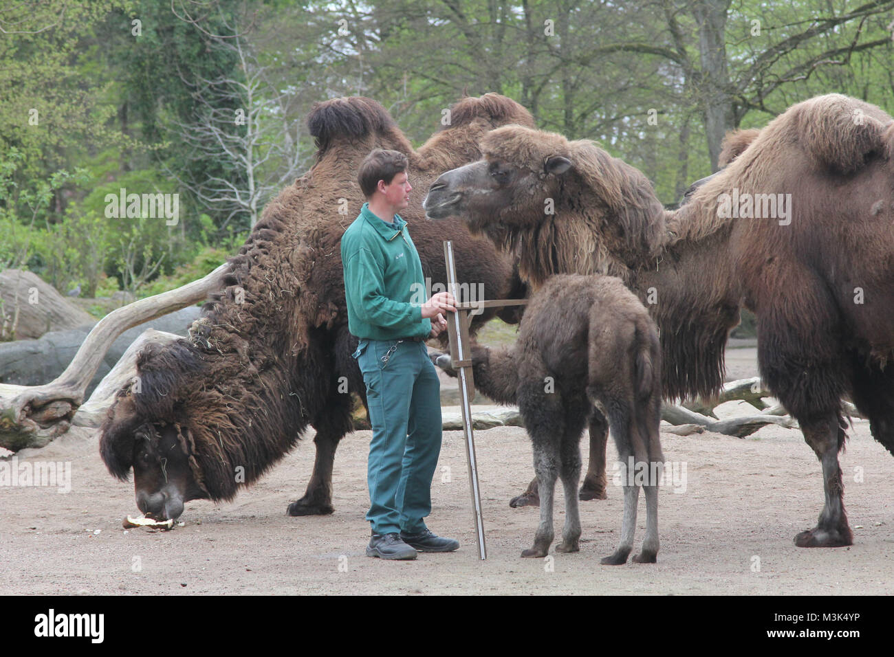 Kamele, Inventur im Tierpark Hagenbeck, 03.05.2016, Amburgo Foto Stock