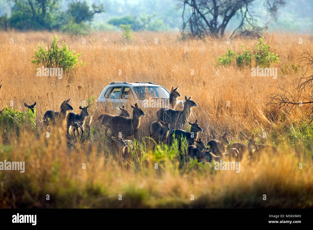 Sud Africa, vicino Rustenburg, Parco Nazionale di Pilanesberg. Allevamento di Waterbuck e automobilistico turistico (Kobus ellipsiprymnus). Foto Stock