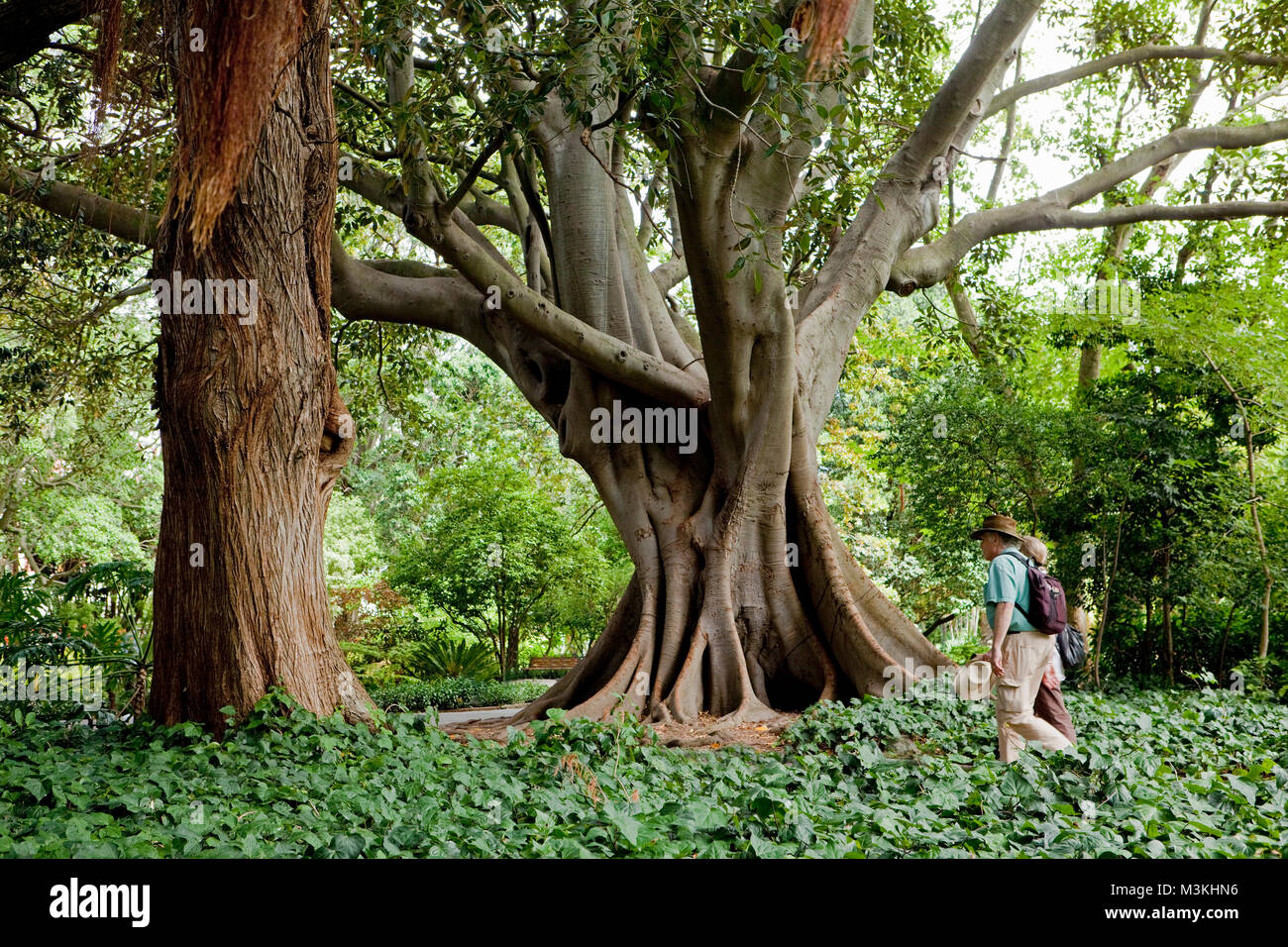 Sud Africa, Cape Town, Company Gardens, Sinistra: gomma tree (Ficus elastica), Destra: Swamp Cypress (Taxodum Disitchum). Foto Stock