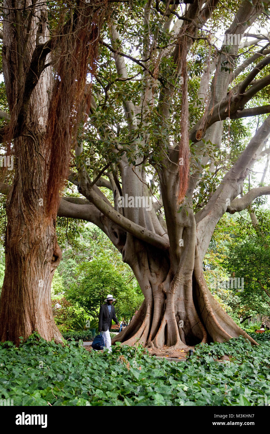 Sud Africa, Cape Town, Company Gardens, Sinistra: gomma tree (Ficus elastica), Destra: Swamp Cypress (Taxodum Disitchum). Foto Stock