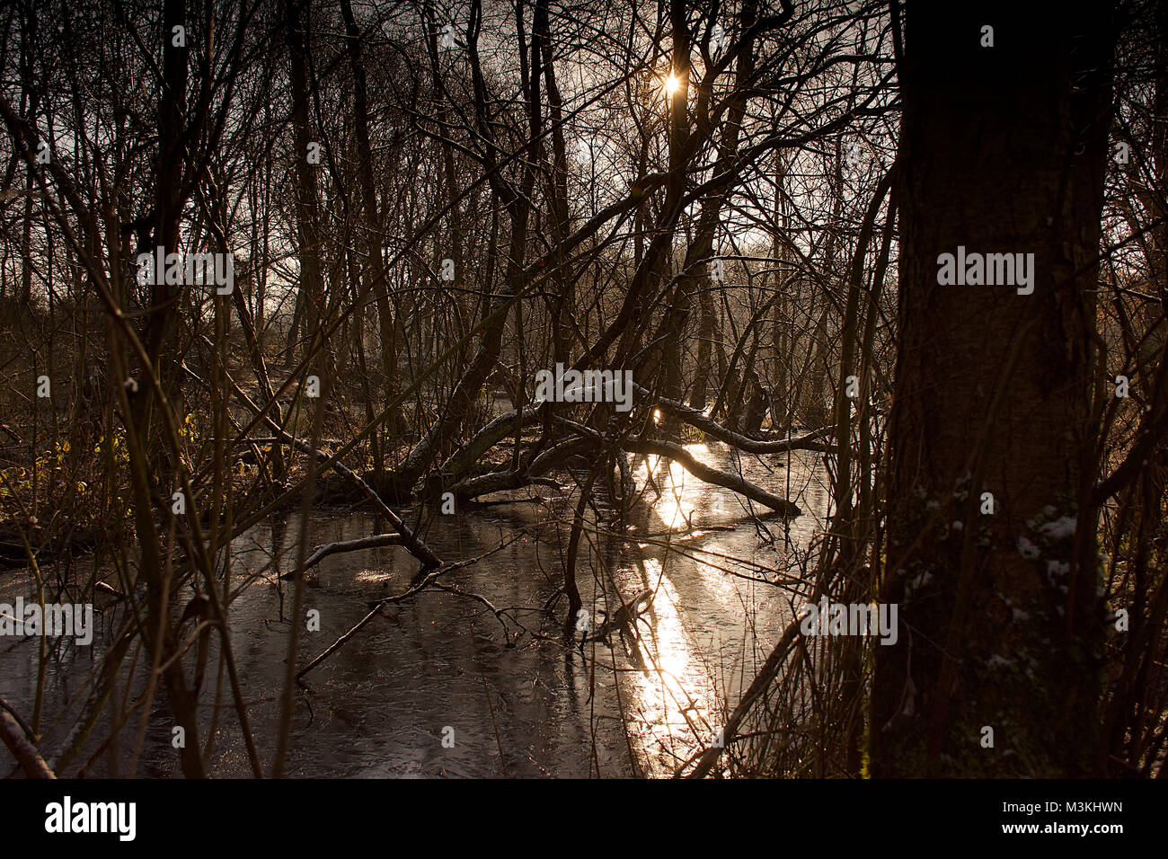 Riflettendo la luce solare in ghiaccio sulla palude congelati vicino a Westport lago,Stoke on Trent, Staffordshire,Uk.Inverno Uk,paesaggio, Uk.British paesaggio invernale. Foto Stock