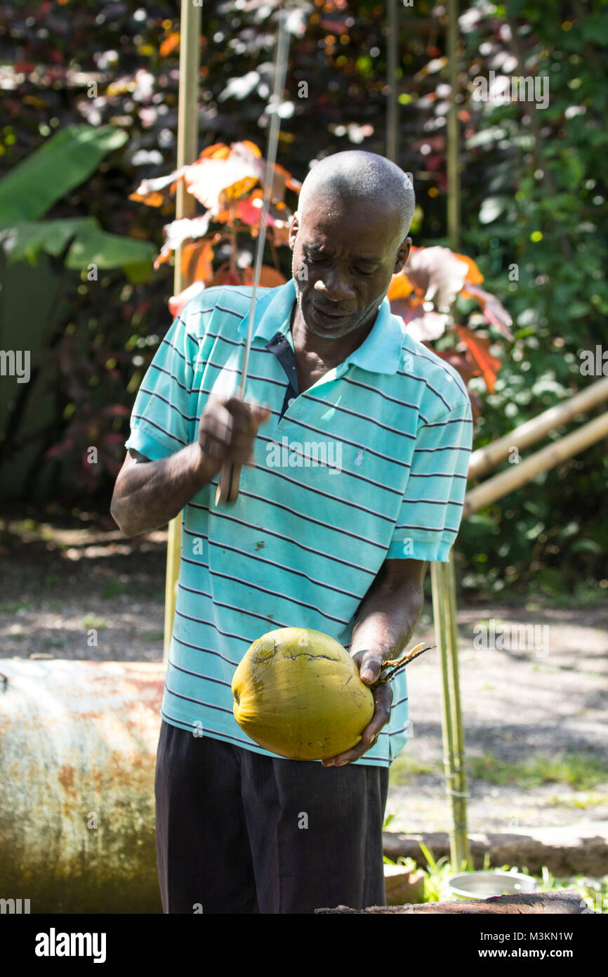 Acqua di cocco dimostrazione di preparazione presso il Sun Valley plantation visitor location, Oracabessa, St. Ann Giamaica Foto Stock