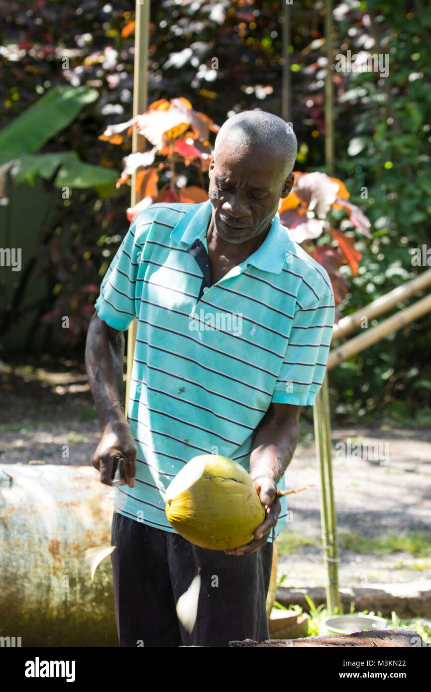 Acqua di cocco dimostrazione di preparazione presso il Sun Valley plantation visitor location, Oracabessa, St. Ann Giamaica Foto Stock