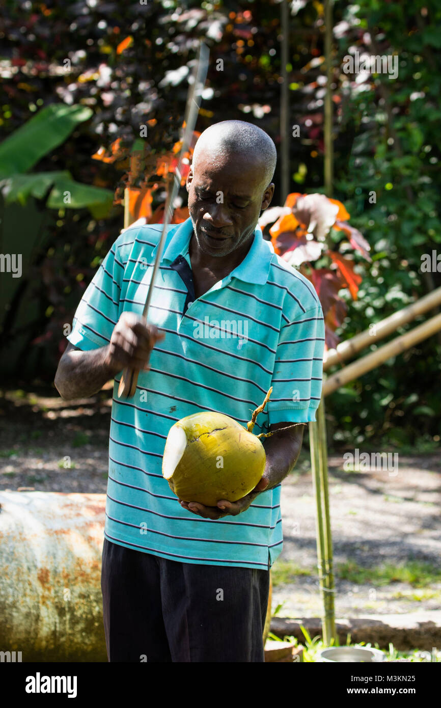 Acqua di cocco dimostrazione di preparazione presso il Sun Valley plantation visitor location, Oracabessa, St. Ann Giamaica Foto Stock