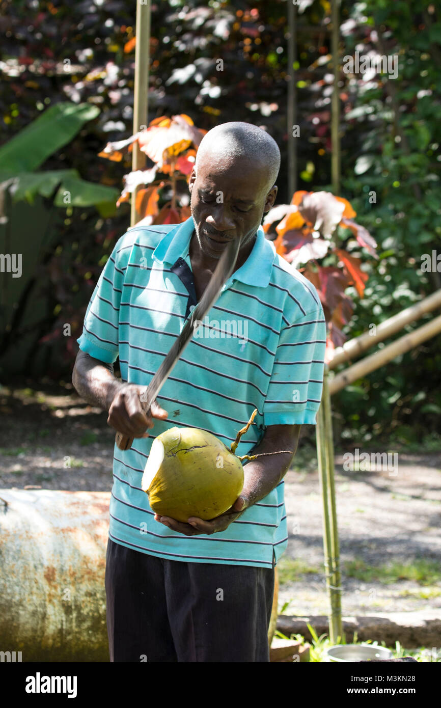 Acqua di cocco dimostrazione di preparazione presso il Sun Valley plantation visitor location, Oracabessa, St. Ann Giamaica Foto Stock