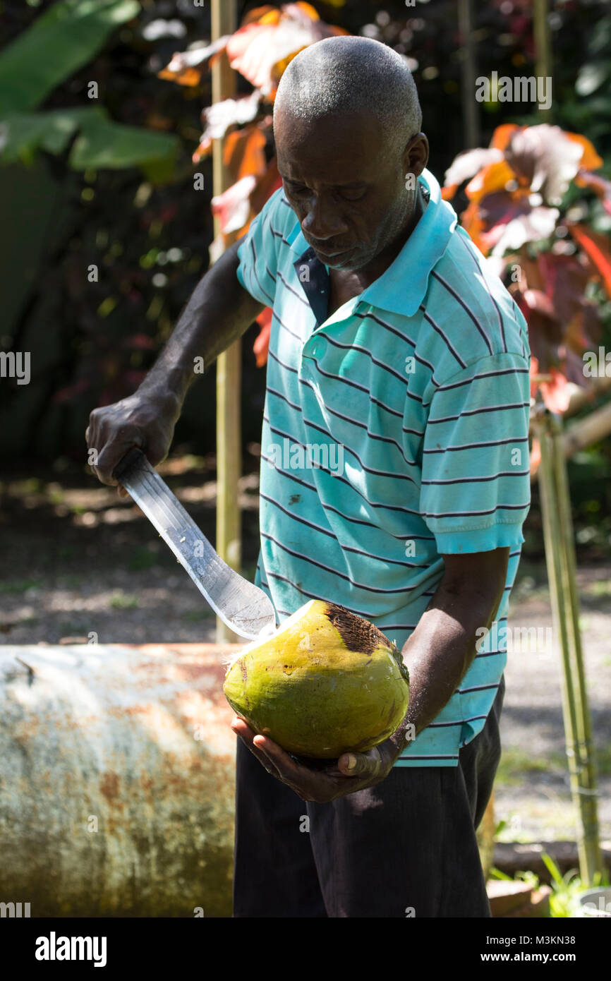 Acqua di cocco dimostrazione di preparazione presso il Sun Valley plantation visitor location, Oracabessa, St. Ann Giamaica Foto Stock