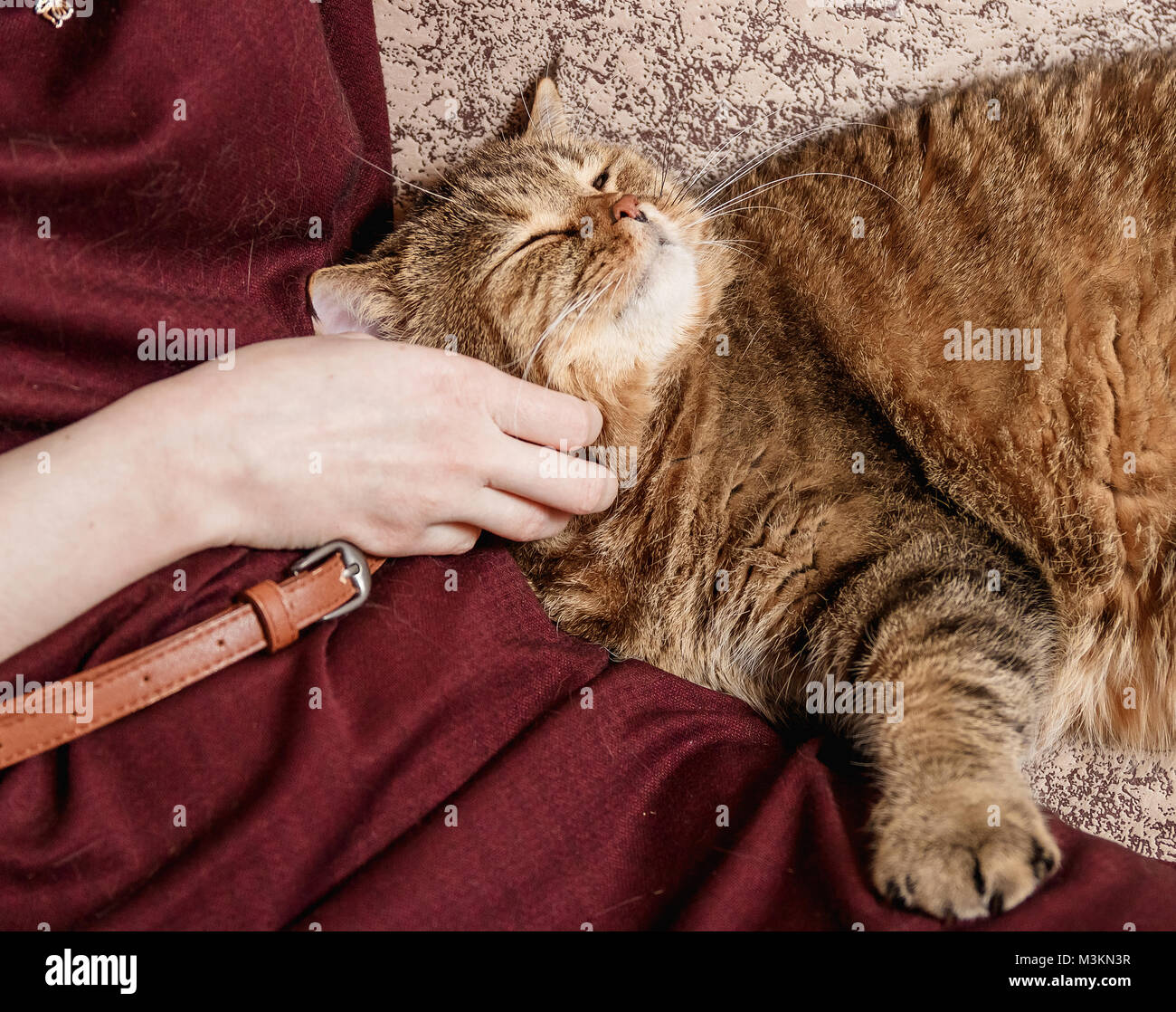 Donna accarezzare tabby cat, mano di carezza donna bellissima mezza assonnato gattino, Sleepy cat. Foto Stock