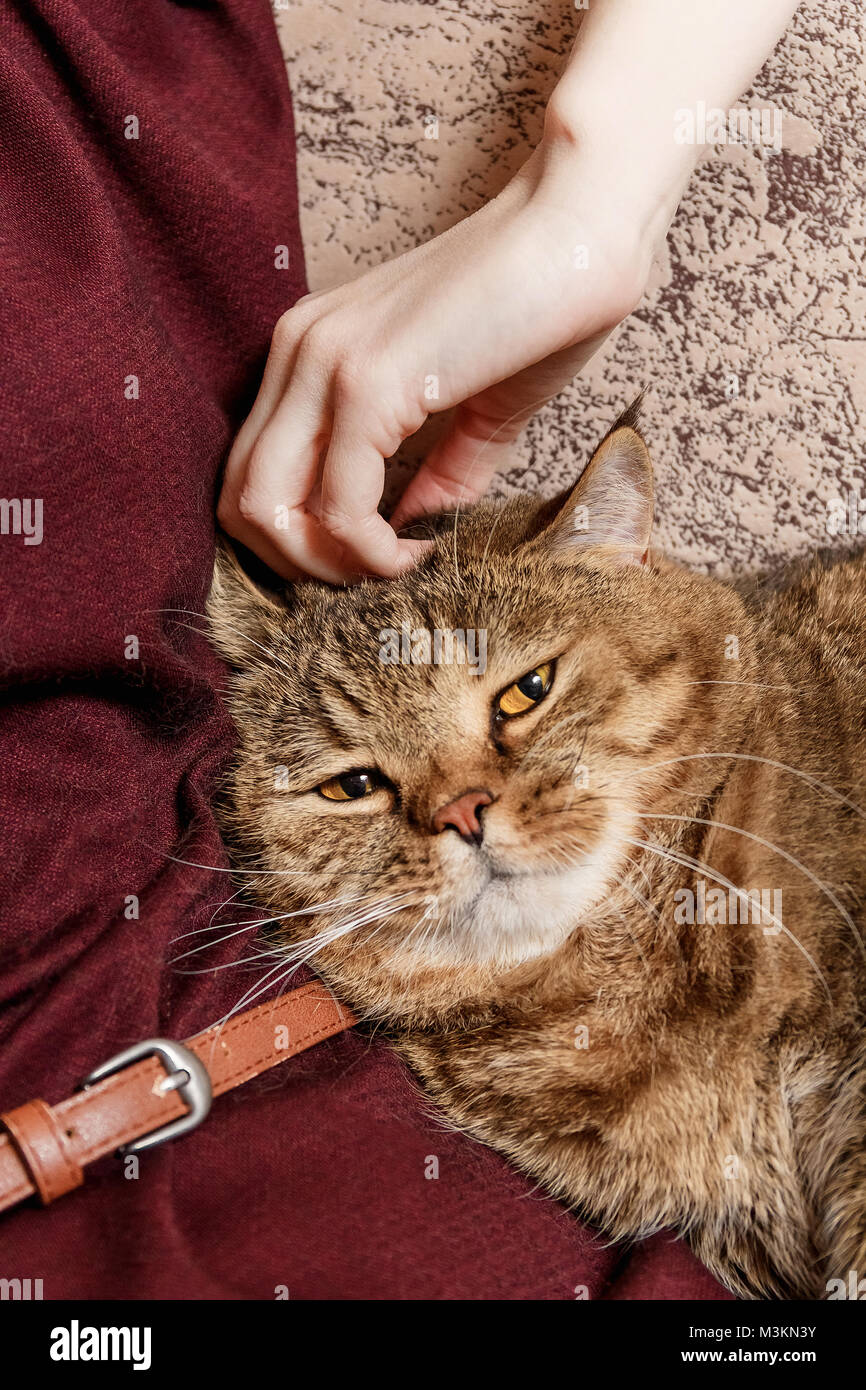 Donna accarezzare tabby cat, mano di carezza donna bellissima mezza assonnato gattino, Sleepy cat. Foto Stock