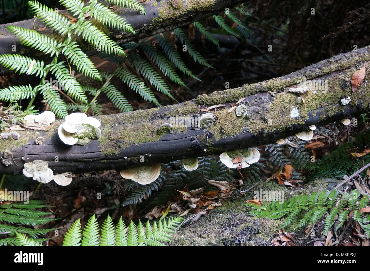 I funghi sulla struttura ad albero Foto Stock