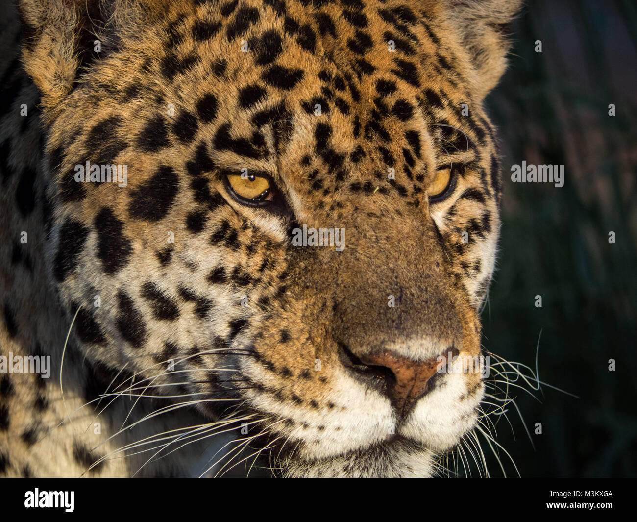 Atene Spata Greece-April 25 ,2016.Atica Zoological Park,o leopard's close up,il portrait Foto Stock