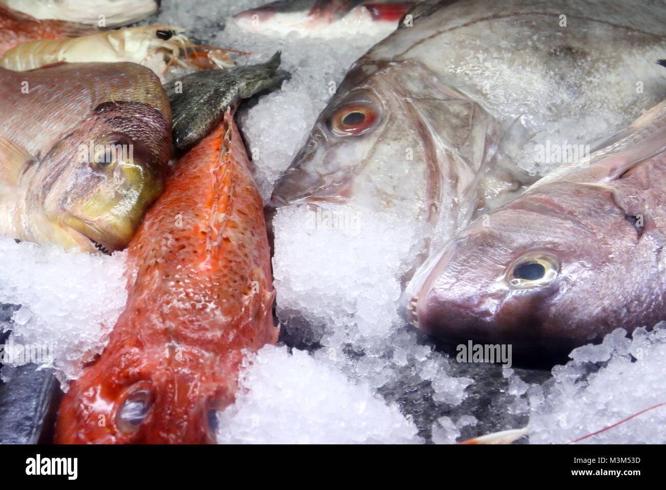 Frischer Fisch im Eis Foto Stock