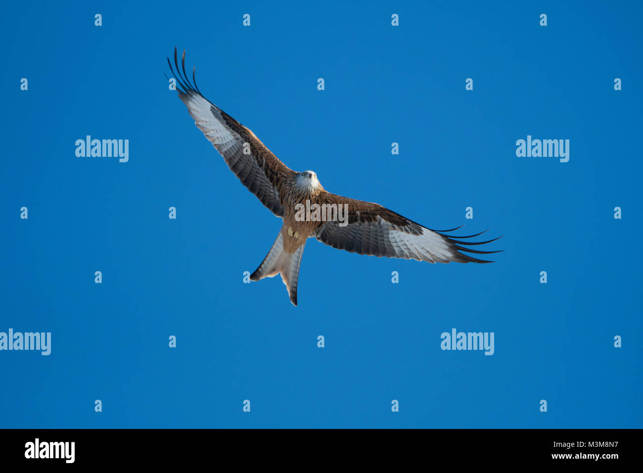 Un adulto Nibbio reale (Milvus milvus) in volo contro il cielo blu chiaro, Scotland, Regno Unito Foto Stock