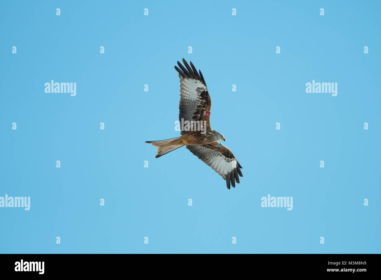 Un adulto Nibbio reale (Milvus milvus) in volo contro il cielo blu chiaro, Scotland, Regno Unito Foto Stock