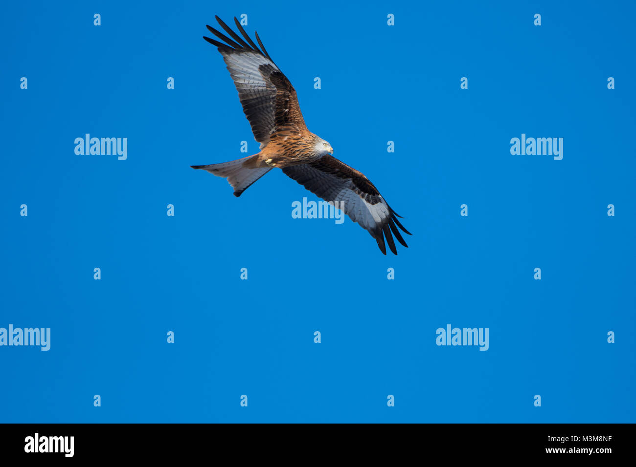 Un adulto Nibbio reale (Milvus milvus) in volo contro il cielo blu chiaro, Scotland, Regno Unito Foto Stock