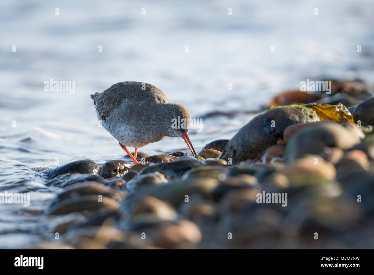 Un adulto comune (Redshank Tringa totanus) alimentazione a bordo d'acqua, Loch Fleet, Scotland, Regno Unito Foto Stock