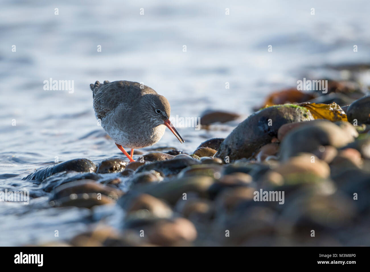 Un adulto comune (Redshank Tringa totanus) alimentazione a bordo d'acqua, Loch Fleet, Scotland, Regno Unito Foto Stock