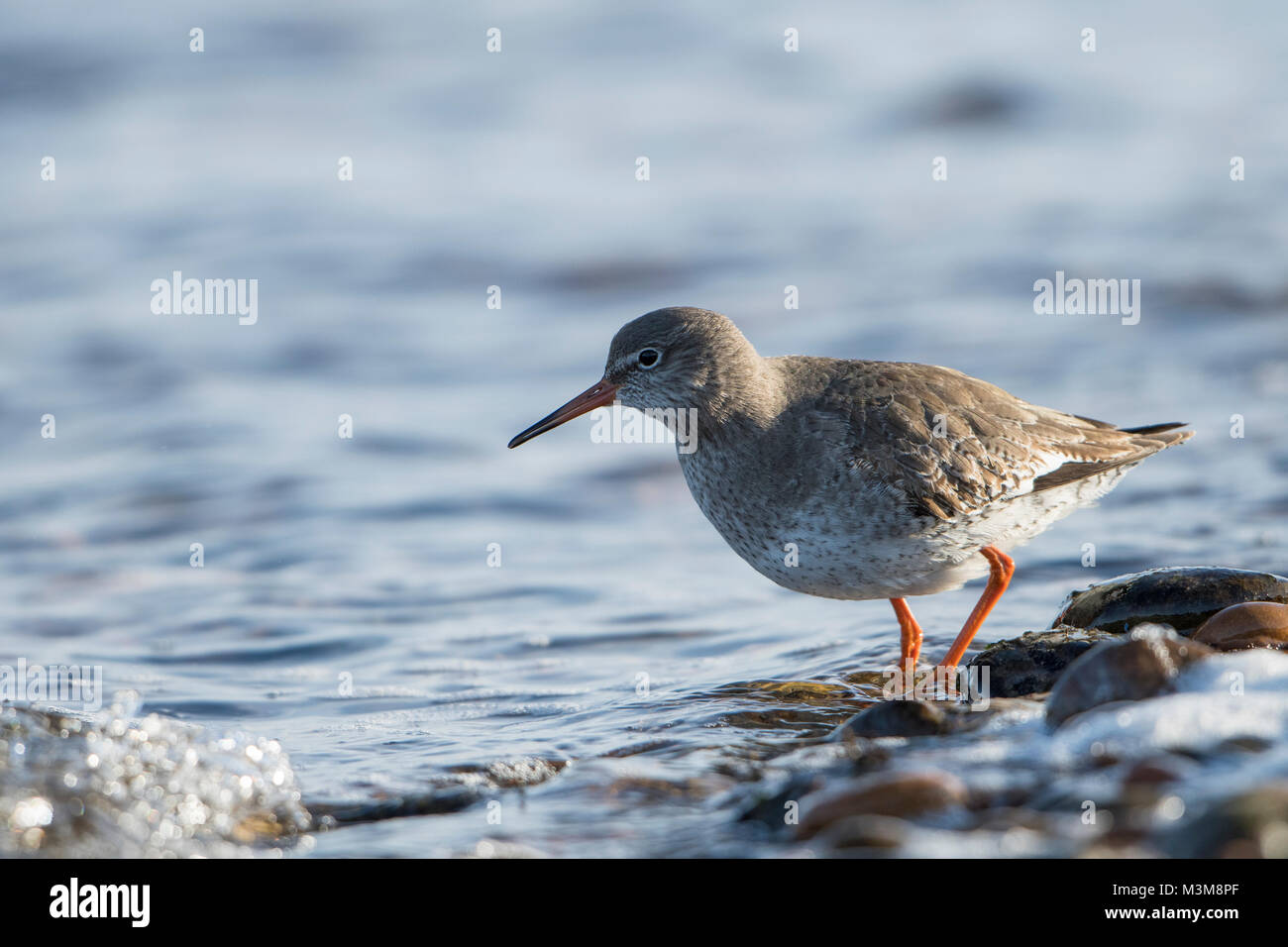 Un adulto comune (Redshank Tringa totanus) alimentazione a bordo d'acqua, Loch Fleet, Scotland, Regno Unito Foto Stock