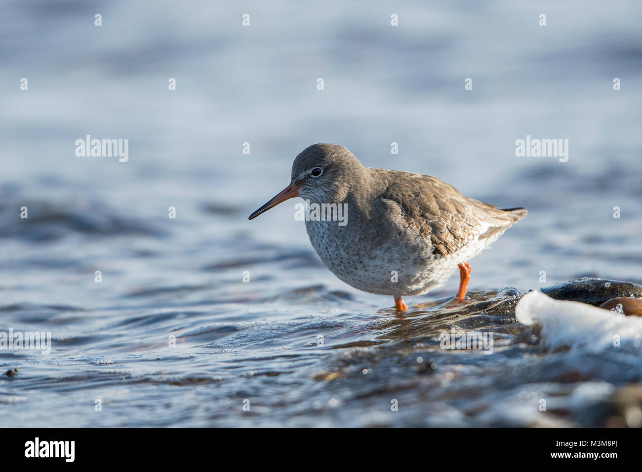 Un adulto comune (Redshank Tringa totanus) alimentazione a bordo d'acqua, Loch Fleet, Scotland, Regno Unito Foto Stock