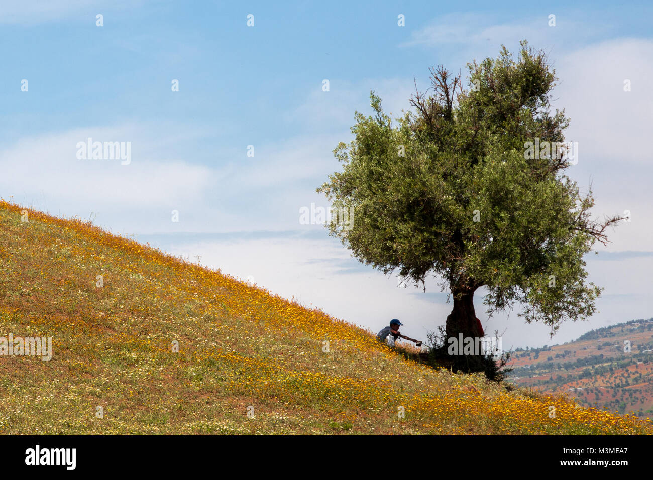 Il Marocco hill fiori colorati kid condividere qualcosa con un albero wallpaper Foto Stock