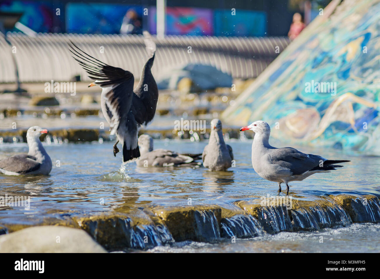 Seagull giocando in una fontana a Long Beach, California, Stati Uniti Foto Stock