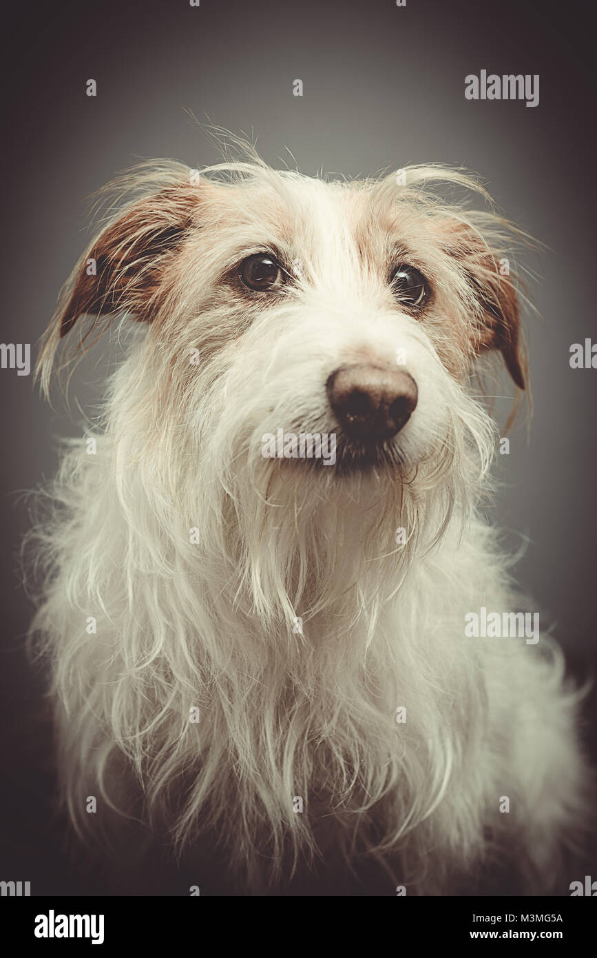 Salvataggio ritratto di cane - capelli lunghi terrier Foto Stock