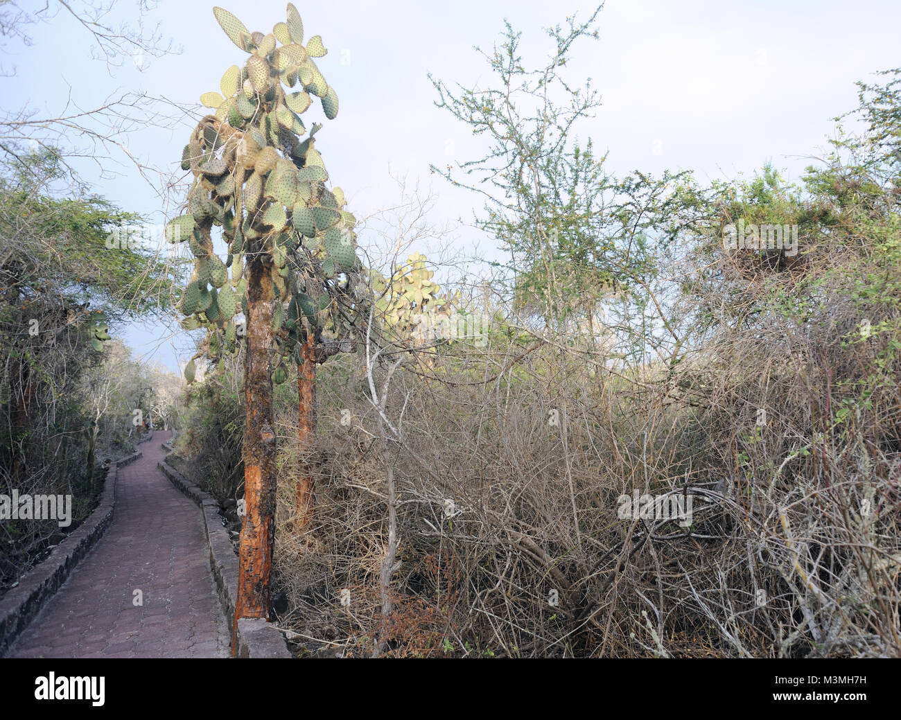 Piante enormi di Opuntia o di fico d'India (Opuntia echios var. gigantea) crescono nella zona arida di Santa Cruz tra arbusti spinosi dal sentiero lastricato di a Foto Stock